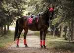 Equestrian Stockholm Faded Fuchsia Bandages