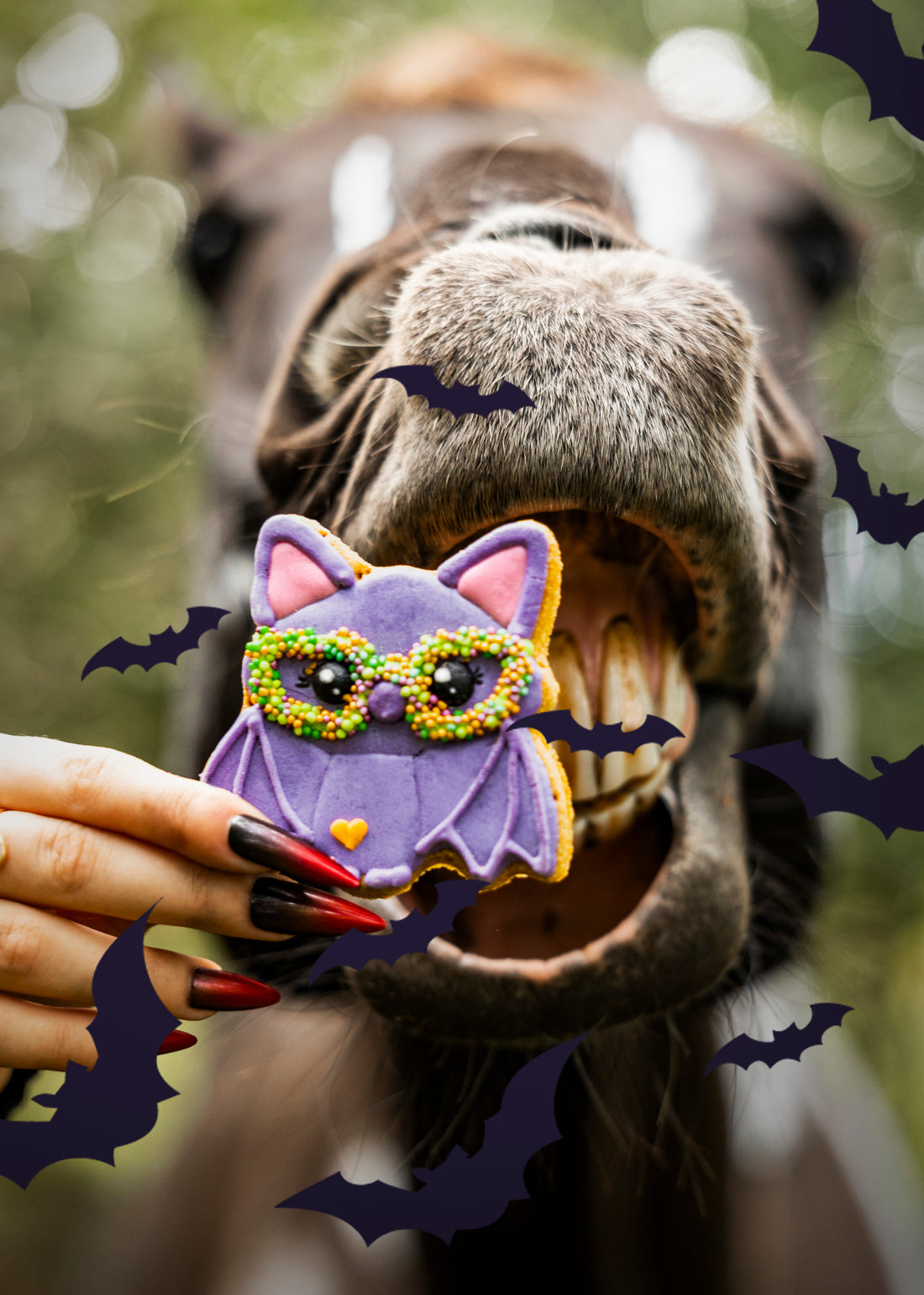 Candy Horse Halloween Iced Cookie BAT - Limited Edition