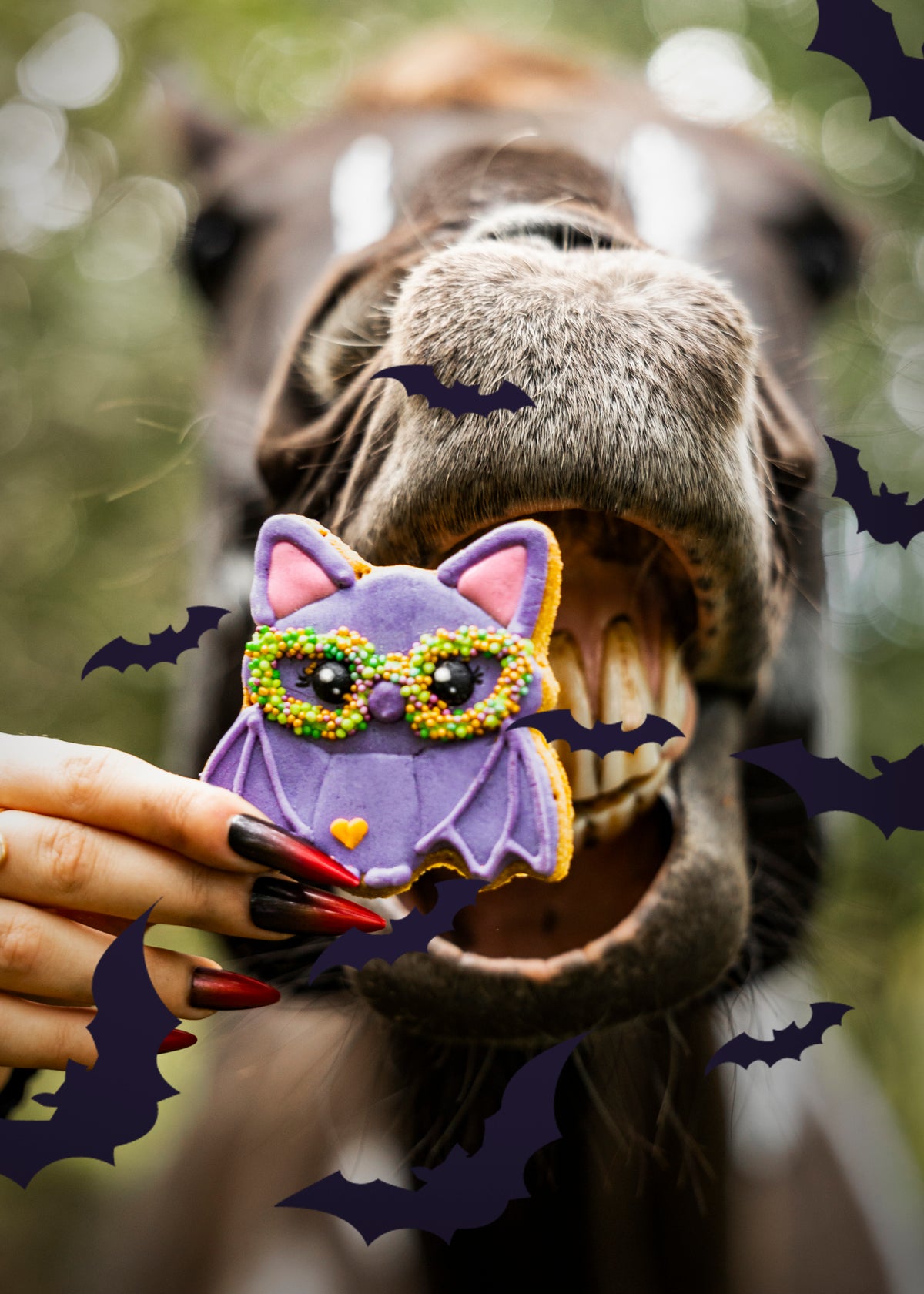 Candy Horse Halloween Iced Cookie BAT - Limited Edition