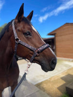 Eskadron 2021 Graffiti Glossy Head-collar & Lead-rope Set - Stormy Rose